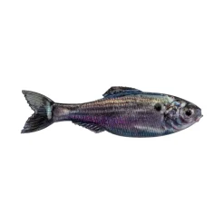 6th Sense Panorama Baitfish
